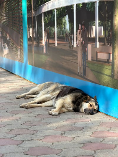 A dog is sleeping on a sidewalk in front of an outdoor poster in Yeysk, Russia. The dog has a dark muzzle, ears, and spine, and tan sides and underbelly. The dog lies parallel to a blue wall that divides a paved walkway from the poster. The poster, set on a blue background, features an image of a park with the text “Парк Культуры и Отдыха Имени…”. The sidewalk is comprised of tan and pale-red decorative pavers.