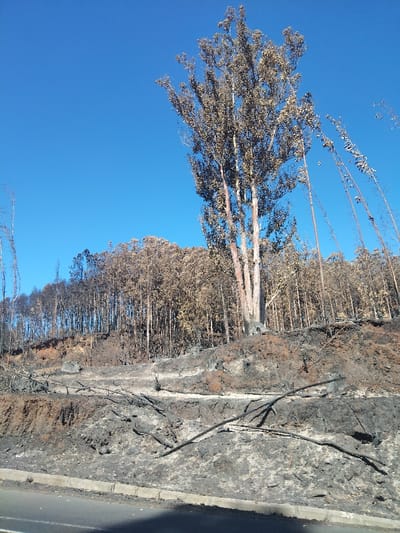 A landscape scarred by a recent fire features a hillside covered in charred trees and ash-laden ground. The trunks of some trees remain standing, their leaves brown and withered, while others are reduced to blackened sticks. A tall tree, partially spared, stands prominently. The foreground reveals a road or pathway with burnt debris strewn across it, suggesting the intensity of the blaze that swept through the area. The sky is a clear blue.