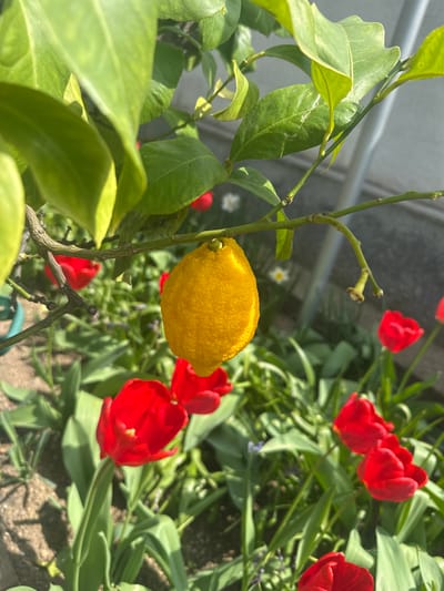 A yellow lemon hangs from a branch of a lemon tree. The tree has green leaves. In the background are red tulips and greenery. The scene is outdoors in daylight. The specific location in Choba, Bulgaria cannot be determined from the image alone.