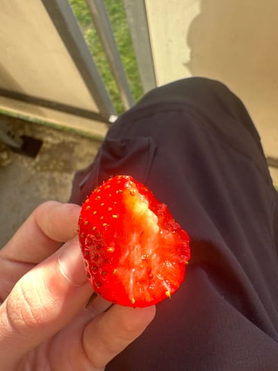 A partially consumed, bright red strawberry is held in the left hand of an individual. The strawberry shows a clear bite mark revealing its white internal flesh, surrounded by the red outer layer dotted with numerous yellow achenes. The hand exhibits fair skin and is illuminated by direct sunlight, casting distinct shadows. The individual's dark-colored clothing, possibly trousers or shorts, is visible in the upper right and lower right quadrants of the frame.
The background consists of an outdoor setting under bright daylight. In the upper left, a light-colored, possibly beige or white, overhead structure is visible. Below this, two parallel dark metal rails are positioned diagonally across a blurred field of green grass. Further into the background, a light-colored paved or concrete surface is discernible. A prominent, well-defined shadow of a human head and shoulder profile is cast on the light-colored overhead structure in the upper right, indicating strong sunlight from the right. A less distinct shadow of the hand is visible on the dark fabric of the individual's clothing.
The specific location within the city of Höri, Switzerland, cannot be determined from the visual evidence provided; however, the scene depicts an outdoor area, possibly a garden, park, or covered patio.