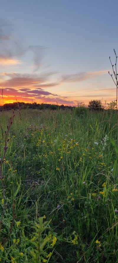 The image depicts a natural landscape scene at sunset. The sky is a gradient of blue, transitioning to hues of orange and pink as the sun sets, with wispy clouds scattered across it. In the foreground, a field of tall green grass and wildflowers stretches out, with various yellow and white flowers visible among the blades of grass. A thin, bare tree branch is visible on the right side of the frame, extending from the bottom edge towards the top. A line of trees forms the horizon in the background, silhouetted against the vibrant sunset sky. The overall impression is one of a peaceful, natural environment during the evening. The location is specified as Romashkovo, Russia.