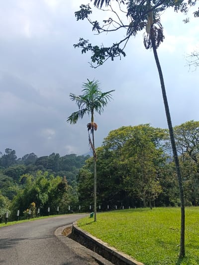 A winding road curves through a landscape of lush greenery. Towering trees with dense foliage frame the scene, with two particularly tall palm trees dominating the right side. One palm has a cluster of dried fruit hanging near its top. Beyond the road, a verdant hillside rises, covered in a variety of trees, creating a layered forest backdrop against a cloudy sky. The scene evokes a sense of tranquility and nature's abundance.