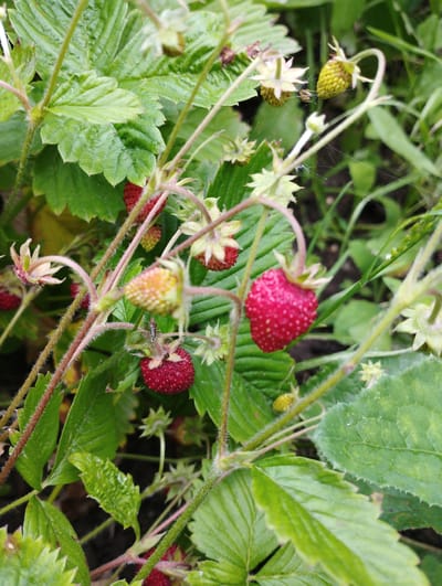 The image depicts a close-up view of wild strawberry plants, likely in the natural landscape surrounding Konstantinovo, Russia. Several ripe, red strawberries are visible, nestled amongst lush green leaves and stems. Some unripe, green strawberries are also present, indicating different stages of development. Thin, delicate stems support the fruits and small, pale flowers. The overall environment appears to be outdoors, with a natural, somewhat untamed setting, suggested by the presence of grass and other foliage in the background, common to rural areas. There are no people or animals directly depicted in the frame. The lighting suggests an overcast day, with soft, diffused light.