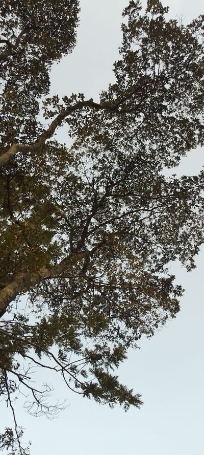 A low-angle shot reveals a tree canopy against a pale sky. The branches are laden with dense foliage, their shapes casting intricate patterns. The bark is textured and light in color. Some branches are bare, while others sprout leaves. The leaves appear a mix of green and brown, suggesting a change of seasons. The sky is a flat, muted color.