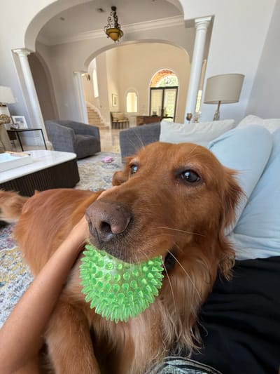 The media file shows a close-up shot of a golden retriever dog holding a spiky green ball in its mouth. The dog is lying down, partially supported by a person's arm, and its head is turned towards the camera, looking directly into the lens with a soft gaze. The setting appears to be indoors, possibly a living room, with a large open space visible in the background. Architectural features such as archways, columns, and what looks like a staircase suggest a spacious and possibly luxurious home. The lighting suggests it is daytime, with natural light streaming in from windows in the background. The overall mood is relaxed and affectionate, with the dog appearing content. The image is a portrait of the dog and its toy, with the background providing context to the environment. There is no visible text in the media file.