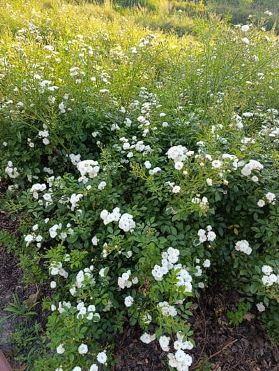 This media file depicts a dense bush covered in numerous small white roses. The roses are clustered together, with many blooms in various stages of opening. The bush is lush and green, with vibrant leaves that provide a strong contrast to the delicate white petals. The ground around the bush is covered in dark mulch and some dry leaves. In the background, more greenery and some taller plants are visible, bathed in warm, golden light, suggesting it is either early morning or late afternoon. The overall scene is one of natural beauty and abundant flowering. There are no people or any visible text in the image. The location context suggests this is a garden or park setting in Stryków, Poland. The lighting indicates pleasant weather conditions.