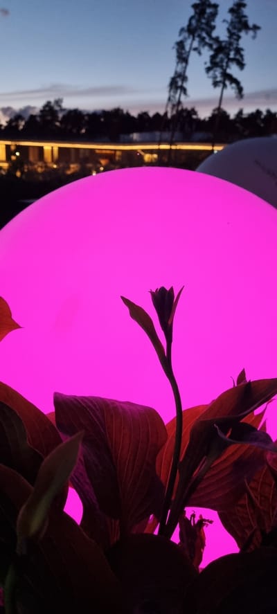 This media file, likely a photograph, depicts a close-up view of plant foliage silhouetted against a large, brightly lit, pink orb. The orb dominates the right side of the frame and appears to be a source of ambient light, possibly a decorative lamp or lantern. The plant, with dark, reddish-brown leaves, is positioned in the foreground and partially obscures the orb. A slender stem with a small bud extends from the plant towards the center of the orb.

In the background, to the left of the orb, a twilight sky is visible. The sky transitions from a pale blue near the horizon to a darker blue or purple at the top of the frame, suggesting it is either dusk or dawn. Silhouetted against the sky are the dark shapes of trees, possibly pines, with their characteristic sparse foliage. Below the trees, a line of warm, yellow lights suggests a man-made structure, perhaps a building or a pathway, illuminated along the water's edge. This detail might indicate a setting near a lake or river, or a landscaped outdoor area.

The overall mood is atmospheric and somewhat surreal due to the intense pink light contrasting with the natural elements of the sky and foliage. There is no visible text in the image. The scene appears to be outdoors, in a location that combines natural elements with artificial lighting, possibly a garden, park, or recreational area. The time of day is clearly indicated by the twilight sky. The presence of decorative lighting and manicured foliage suggests a potentially curated or illuminated outdoor space.