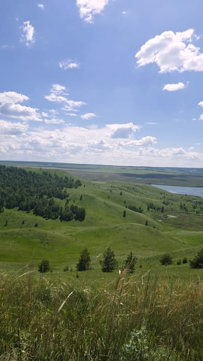 The image shows a vast, rolling green landscape under a bright blue sky with scattered white clouds. In the foreground, tall, dry grasses sway, obscuring the lower portion of the scene. Beyond the grasses, rolling green hills dominate the middle ground. A dense forest of dark green trees covers the left side of the hills, while scattered individual trees dot the rest of the landscape.

Further in the distance, the land opens up to a broader vista of fields and a calm body of water on the right. The horizon is marked by a faint line of trees and more distant, flatter terrain, suggesting a rural or natural environment. The overall impression is one of open space and natural beauty, likely a scenic overlook. This landscape is consistent with the natural topography of the Mikulino area in Russia, which features rolling hills and bodies of water. No people or human activity are visible in the frame.