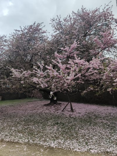 A large flowering tree, presumed to be a cherry or ornamental apple, stands prominently in a park or garden setting within Aschaffenburg, Germany. The tree, centered and to the right, displays an extensive canopy covered in numerous light pink blossoms, with some bare branches visible. Its thick trunk features visible roots extending into the ground. A support structure, composed of two dark wooden poles, props up a lower branch on the right side of the main tree. The ground directly beneath and surrounding the tree is thickly blanketed with fallen light pink petals, covering the grass and a dirt path in the foreground. A second, larger flowering tree with similar blossoms is partially visible behind and to the left of the main tree. In the background, a dark, textured stone wall stretches horizontally. A small, light-colored rectangular structure is partially visible against the wall on the far left. The sky is overcast and uniformly grey, indicating diffused lighting. No individuals or animals are present.