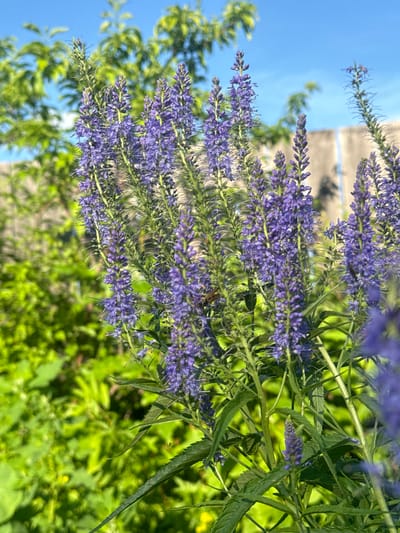 A cluster of tall, slender purple flowers with many small blossoms reaches upward against a backdrop of lush green foliage and a bright blue sky. The flowers have a spike-like appearance, with individual florets densely packed along the stem. The leaves of the plant are dark green and serrated. In the background, out-of-focus green leaves and a light-colored fence are visible. The scene is lit by natural sunlight, creating highlights and shadows. This image was taken in Maksimovshchina, Russia.
