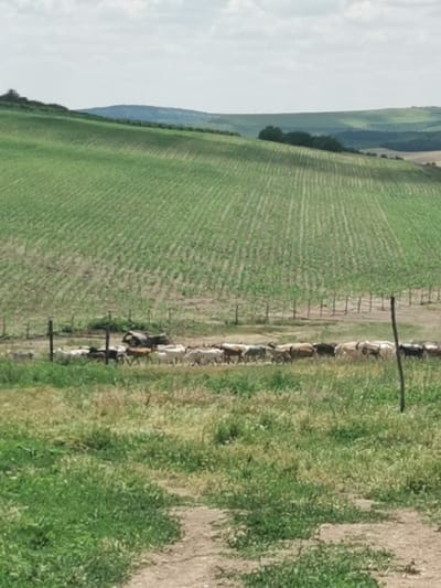 In Carbuna, Moldova, a herd of sheep walks past a fence. The sheep are of various colors including white, brown, and black. They are moving from left to right across a grassy area. Behind the sheep is a fence, and beyond that, a field of green crops, possibly corn, stretching up a gentle hill. The sky is partly cloudy. The image has a natural, rural setting.