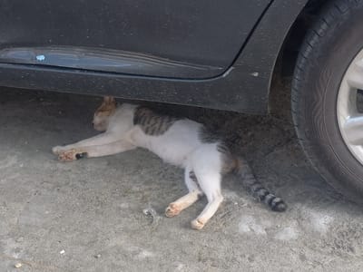 In Puloblang, Indonesia, a calico cat is seen lying on its side on a gravel surface, partially sheltered by the undercarriage of a dark-colored vehicle. The cat's body is extended, with its front paws reaching forward and its hind legs bent. The cat has white fur with patches of brown and gray tabby markings on its back and tail. The vehicle's tires are visible on the right side of the image, and the car's dark paintwork appears dusty. The ground is composed of gray gravel and dirt, with a few small white pebbles scattered about. The scene depicts a common urban sight of an animal seeking shade.