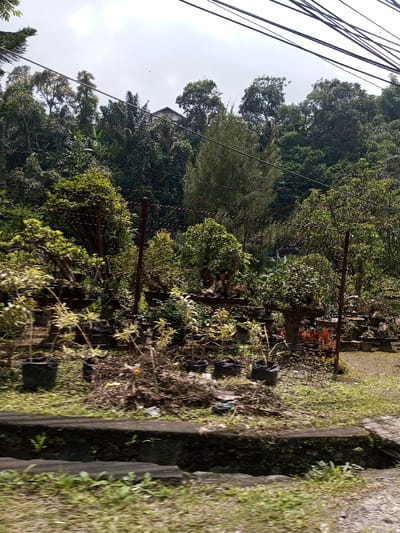 The scene depicts an outdoor environment in Vieng Phouka, Laos, under an overcast sky. In the foreground, sparse green grass and dry organic debris cover uneven ground, which includes a small pile of refuse and several dark-colored plastic bags containing plants. A concrete drainage channel, partially obstructed, runs horizontally across the lower portion of the image. The midground features a dense collection of numerous potted plants, many appearing as ornamental trees or bonsai, arranged in various dark plastic and stone containers. A rudimentary fence structure, composed of dark vertical posts and multiple horizontal wires, traverses this area. Beyond the fence, a steep hillside is covered in dense tropical foliage, with a light-colored, single-story residential structure featuring a dark, sloped roof partially visible amidst the trees in the upper-center background. Multiple dark utility wires span horizontally across the top of the frame. No individuals or active events are present.