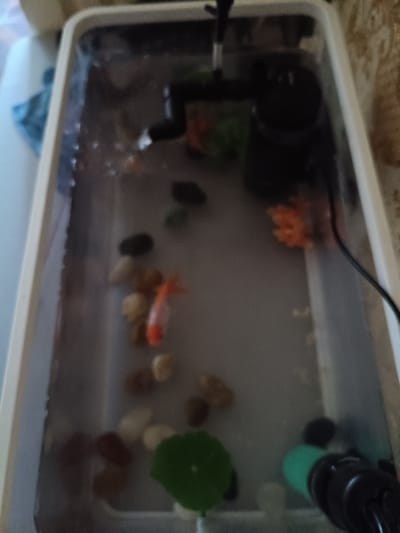 The image depicts an aquarium containing a single small goldfish, several pebbles of various colors, and a green aquatic plant. A black filter pump is visible at the top right of the aquarium, and a bright orange decorative item is submerged in the water. The aquarium appears to be situated in a room with a patterned wallpaper in the background. There is no information in the image to indicate its location in Martuni, Armenia.