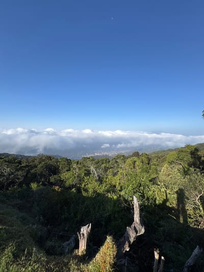 A landscape view, rotated counter-clockwise, features a vivid blue sky on the left side, transitioning to a layer of clouds obscuring the horizon towards the center. On the right, vegetation covers a hillside, including green trees and shrubs. In the foreground, there are decaying logs or tree branches. A faint lunar form is visible in the sky. This scene depicts the cloud-covered landscape in the city of San Antonio de Galipán, Venezuela, captured from an elevated position.