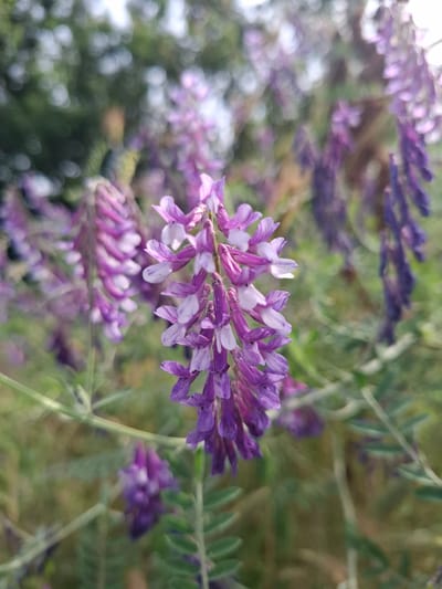 The image shows a close-up view of a cluster of purple vetch flowers. The flowers are small and pea-shaped, with some white accents on the petals. They are arranged in elongated racemes, with many individual flowers on each stalk. The background is blurred, with hints of green foliage and possibly trees. The lighting suggests it is daytime, with soft sunlight illuminating the flowers. The location is specified as Krasnaya Skala, Russia, though the image itself does not provide any visual cues to confirm this specific location. There are no people, animals, or man-made objects visible in the image. The focus is solely on the natural beauty of the blooming vetch.