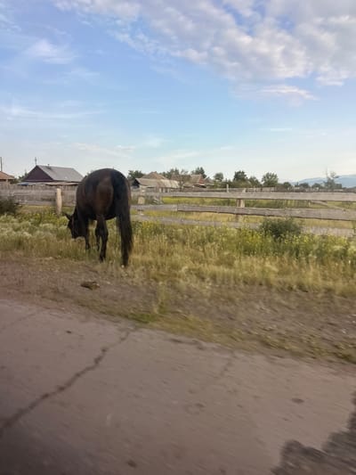 A dark-colored horse is bending down to graze in a grassy area next to a dirt road. The horse's tail is raised. In the background, there is a wooden fence, some scattered buildings, and trees. The sky is blue with some white clouds. The image appears to be taken during the daytime, and the weather seems fair. The scene depicts a rural setting.
