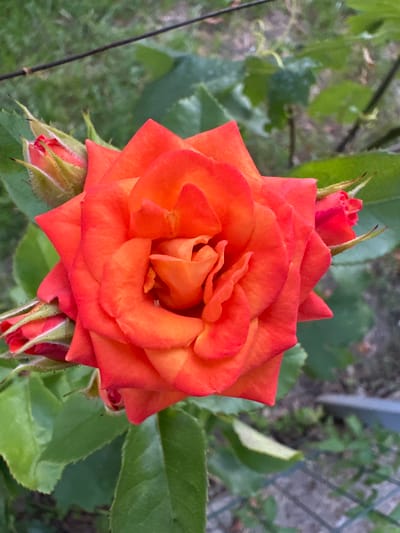 The image is a close-up, high-angle shot of a vibrant orange rose in full bloom. The rose is the central subject, with its intricate petals unfurling. Several rosebuds are visible surrounding the main bloom, some showing hints of red. The setting appears to be an outdoor garden, with lush green foliage and leaves in the background. A thin, dark stem or branch extends from the left side of the frame. The lighting suggests it is daytime, possibly late afternoon given the soft illumination. The overall mood is peaceful and natural. There is no visible text in the image. The location context provided is Pîrlița, Moldova.