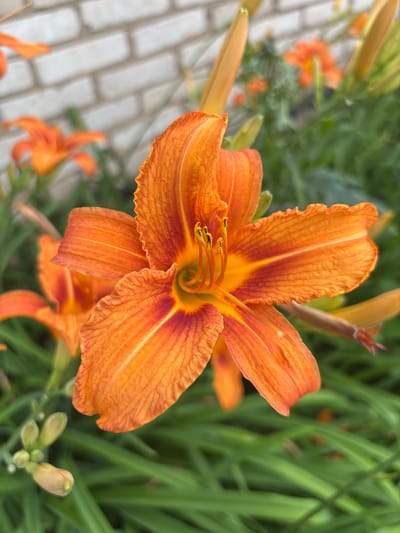 A close-up shot captures an orange daylily in bloom, its petals unfurling to reveal a vibrant center. The flower is positioned in the foreground, with its textured orange petals radiating outwards. In the background, a blurred brick wall and lush green foliage suggest an outdoor setting, possibly a garden or park. The image appears to have been taken in the city of Novokangyshevo, Russia, though no specific details about the immediate surroundings can be inferred from the provided visual information.