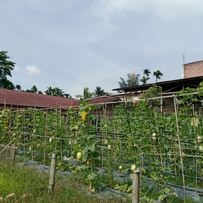 This image depicts a melon farm in Kilometer Delapan, Indonesia, under a cloudy sky. The foreground is dominated by rows of melon plants, supported by a lattice of bamboo poles and strings. Many of the plants bear ripe or near-ripe melons, with some hanging visibly. The melons vary in color, with predominantly green and yellow varieties present. Black plastic mulch covers the ground between the rows of plants, a common agricultural practice for moisture retention and weed suppression. In the midground, a low-lying building with a red corrugated metal roof is visible, along with parts of other structures. Palm trees and other vegetation are scattered in the background, suggesting a rural or semi-rural setting. The overall impression is one of an agricultural landscape under cultivation, with the farming infrastructure and produce being the primary focus.