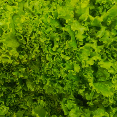 This is a close-up, top-down, full-frame shot of bright green, frilly lettuce leaves. The texture of the leaves is detailed, showing veins and the ruffled edges characteristic of leaf lettuce. The lighting is bright, creating highlights and some shadows that give depth to the overlapping leaves. There are no people, buildings, or any discernible features of the city of Los Teques, Venezuela present in the image. The scene is purely focused on the fresh produce.