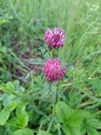 The image shows two pink clover flowers in a grassy, outdoor environment. The flowers are in focus, with the background of green grass and some brown earth blurred. The foreground also shows green clover leaves. The setting appears to be a natural or semi-natural area, possibly a field or park. There are no people or animals visible. The image is taken from a slightly low angle, looking up at the flowers. The lighting suggests it is daytime, with soft, natural light.