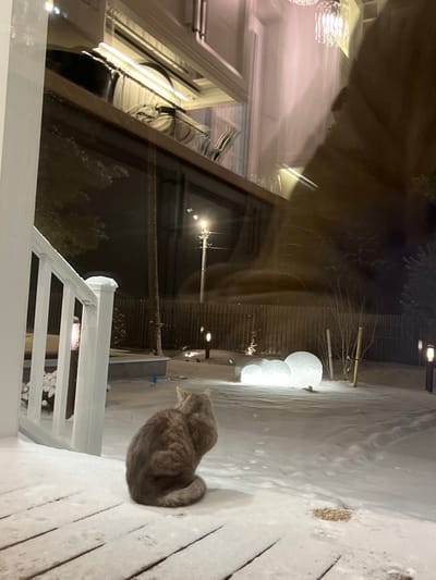 An indoor view through a window shows a winter scene. Snow covers the ground outside, where illuminated spheres provide light. A gray cat sits on a snow-covered deck, facing the snowy yard. Reflections of interior lights and architectural details are visible in the window. A white railing borders the deck. A distant street light illuminates bare tree branches.
