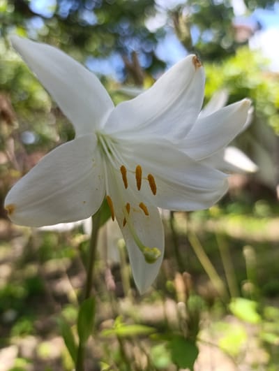 A close-up, slightly low-angle shot shows a white lily in bloom. The lily's petals are elegantly curved, with delicate veins visible. The stamen, tipped with yellow pollen, protrude from the center of the flower. The background is softly blurred, with hints of green foliage and blue sky, suggesting an outdoor garden setting. The location of Nikolichevtsi, Bulgaria, is noted but not visually represented in the image itself. The image focuses solely on the natural beauty of the lily.