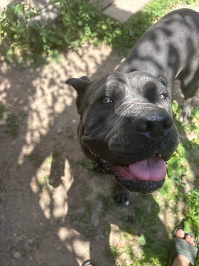 A close-up, overhead shot captures a dark gray dog, likely a Cane Corso due to its broad head and snout, panting with its pink tongue extended. The dog's eyes are dark and watchful, and its fur shows the dappled pattern of sunlight and shadow, suggesting it's outdoors in a yard or garden. The background consists of dirt and patches of green grass and vegetation, with dappled sunlight casting shadows on the ground. In the upper right corner, a human foot wearing a dark green slide sandal is visible, indicating the presence of a person with the dog. The overall impression is of a sunny day in a casual outdoor setting, possibly a backyard in Velykyi Trostianets, Ukraine. The dog appears alert and possibly playful, with its tongue out in a panting gesture. There is no visible text in the image.