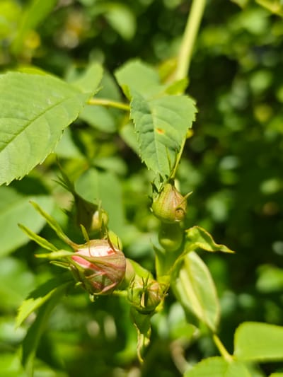 The image shows a close-up of several rose buds in varying stages of development. The buds are surrounded by green leaves and stems. The light suggests an outdoor setting during the daytime. There is no information to confirm if this image was taken in the city of Svobody, Russia.