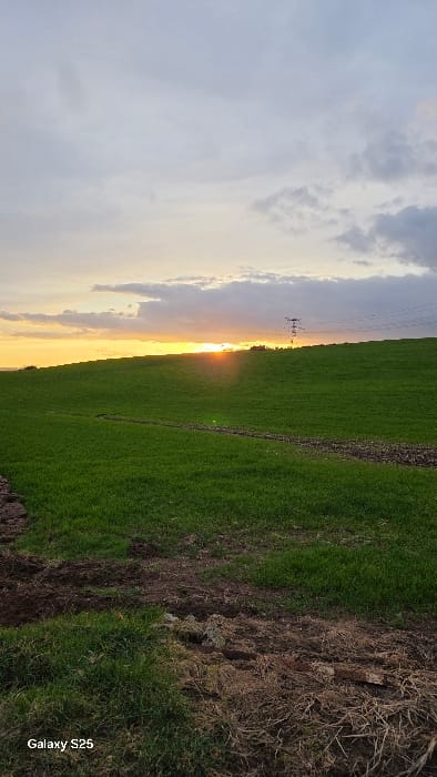 The image displays a rural landscape in Ottonville, France, at sunset. The sky overhead presents a mix of grey and white clouds, transitioning to hues of orange and yellow along the horizon line, where the sun is visible, partially obscured by the land. A vast green field occupies the midground and extends to the horizon. A distinct dirt path, darker than the surrounding grass, traverses the field from the lower-left corner, curving slightly towards the mid-right. On the right side of the distant horizon, a tall, dark electrical transmission tower (pylon) is visible, with power lines extending horizontally from its structure. The immediate foreground consists of disturbed brown soil interspersed with patches of dry, light-brown vegetation and sparse green grass. No individuals or specific actions are depicted.