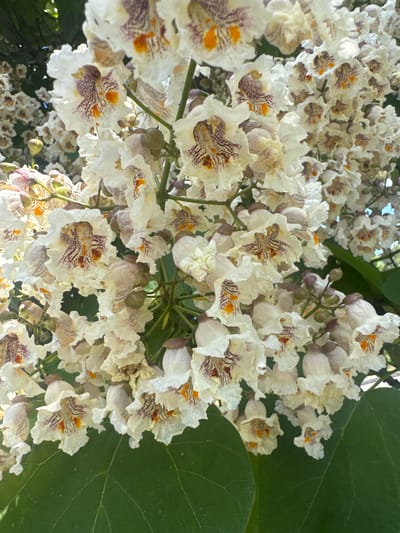 The image shows a close-up view of white flowers with purple and orange markings on their petals. The flowers are clustered together on branches, with some green leaves visible in the foreground and background. The lighting suggests it is daytime, possibly sunny. There are no people or animals in the image. The location is identified as the city of Yeysk, Russia.