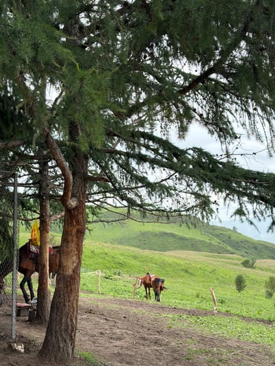 The image depicts a serene natural landscape, likely in Kaindy, Kyrgyzstan, with a prominent, gnarled pine tree in the foreground dominating the left side of the frame. The tree's branches, laden with cones, extend across a significant portion of the image, partially obscuring the background. Beyond the tree, a rolling green hillside stretches into the distance under a cloudy sky. The ground in the mid-ground is a mix of dirt and sparse green vegetation, with a simple wooden fence.

Two horses are visible in the mid-ground, one closer to the fence and the other further up the grassy slope. The horse in the foreground appears to be saddled with a colorful blanket. The horses are standing still, suggesting a moment of rest or waiting. The overall atmosphere is peaceful and rural. The lighting suggests it is daytime, possibly overcast, contributing to a soft, diffused light. There is no visible text in the image.