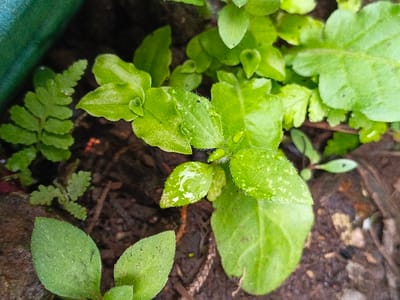 An eye-level, close-up shot shows a cluster of various green plants sprouting from dark soil. A small fern is seen on the left side, with its fronds neatly divided. Other plants exhibit rounded and smooth leaves, some with visible water droplets. The background is blurred, emphasizing the foreground vegetation. The overall impression is one of fresh growth and natural detail.