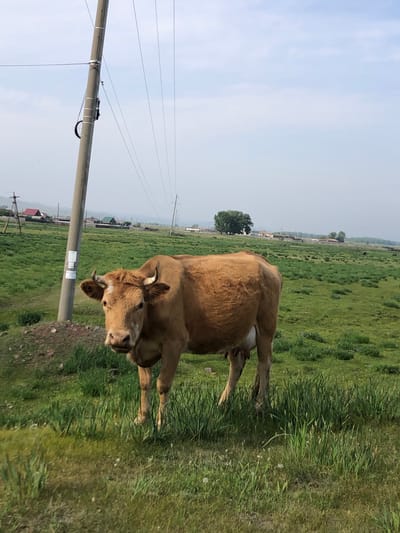 A light brown cow stands in a grassy field, facing the camera, with a power pole to its left. The cow is a medium-sized bovine with short, curved horns and a white blaze on its forehead. Its tail is not visible. The field is covered in green grass and some scattered wildflowers. In the background, several buildings with red and green roofs are visible, suggesting a rural or semi-rural settlement. Further in the distance, a line of trees and rolling hills can be seen under a hazy, pale blue sky. The power pole is tall and gray, with wires extending from it and across the frame. The overall setting appears to be Bel'tirskiy, Russia, given the context of the location.