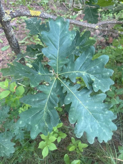 A close-up, eye-level shot showcases several large, dark green oak leaves with characteristic lobed edges, attached to a thick, textured branch with patches of grey and yellow lichen. The leaves exhibit a slightly dusty or textured surface with some lighter speckles. The branch extends diagonally from the upper left to the lower right of the frame. In the background, out-of-focus green foliage, grass, and dappled ground suggest an outdoor, natural environment. The scene appears to be located in the city of Chmyrivka, Ukraine.