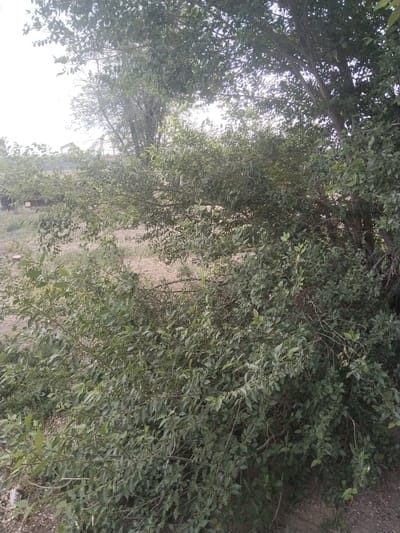 An outdoor, eye-level, full shot captures a dense thicket of green foliage, primarily composed of trees and shrubs, filling the majority of the frame. The leaves are a deep green, with some appearing lighter, and are set against a backdrop of dry, light brown ground littered with small stones and debris. In the upper left quadrant of the image, the sky is visible, appearing bright and washed out due to overexposure. Partially obscured by the vegetation, some structures are faintly discernible in the distance. The scene is devoid of any people or animals, and no specific actions or interactions are evident. The overall impression is of an overgrown, natural area within a dry climate, potentially on the outskirts of the city of Ақадыр, Kazakhstan.