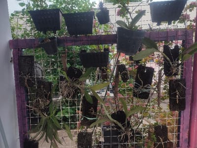 The image shows a vertical metal fence with various orchids hanging from it. The fence is located in Pasuruan, Indonesia, at the coordinates -7.658 latitude and 112.902 longitude. The orchids are in various stages of growth, with some having large leaves and others having smaller leaves. Some of the orchids are in black plastic pots. The fence is painted purple. The scene is viewed from the outside looking in at the fence. Behind the fence, there is a green bush. The orchids are growing on a metal wire mesh with a wood frame. The fence is mounted against a white wall. There are no people in the image.