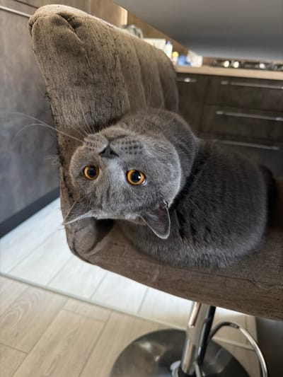 A gray cat is resting on a brown upholstered chair in a well-lit room. The cat's head is tilted upwards, and its bright orange eyes are looking directly at the camera. The cat's fur is short and dense, and its body is curled up comfortably on the chair. The chair is a swivel chair with a metal base. In the background, a kitchen counter with cabinets and appliances is visible. The floor is tiled with a light wood grain pattern. The scene appears to be indoors, likely in a residential setting. The location is not specified to be in the city of Spinea, Italy.