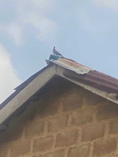 A single bird, appearing to be a dove or pigeon with brownish-grey plumage, is perched atop the apex of a building's gable roof in Idiroko, Nigeria. The bird is oriented facing left, with its head slightly raised. The roof consists of corrugated metal sheets; the upper visible sheet exhibits significant rust, presenting a reddish-brown and silver-grey coloration. Beneath this, a segment of a greenish-blue corrugated sheet is visible near the ridge. The roof structure below the sheets includes light grey rafter ends or fascia boards. A section of the building's wall, constructed from light brown or tan-colored concrete blocks with visible mortar lines, is present in the lower portion of the frame. The background features a light blue sky with indistinct white cloud formations.