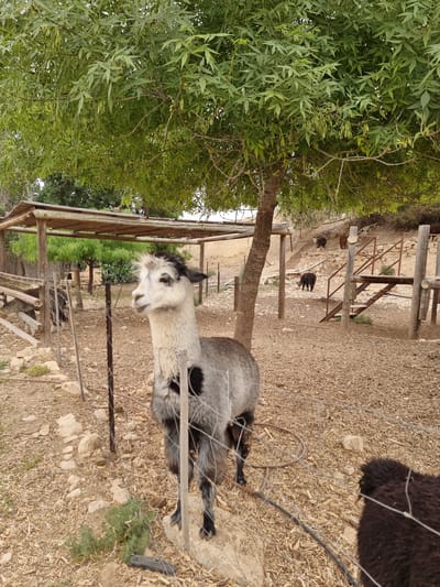 The image depicts a fenced animal enclosure in what appears to be an outdoor agricultural or recreational setting. An alpaca with white and gray fur stands near the fence. In the background, there is a wooden structure, likely part of the enclosure, and dark-colored animals can be seen further away. The ground is covered in dry vegetation and gravel. The presence of wooden structures suggests this could be a farm or petting zoo. Given the prompt mentions Mizpe Ramon, Israel, the scene is located there.