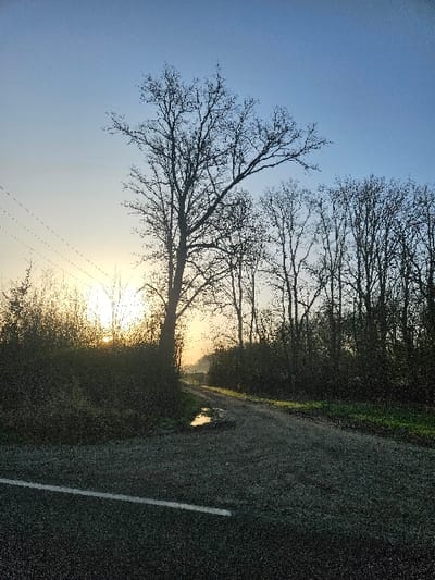 The image depicts an outdoor, natural landscape in Orcemont, France, under low sun conditions, likely dawn or dusk. The sky presents a gradient from a luminous yellow-orange at the horizon on the left, where the sun is partially obscured by silhouetted vegetation, transitioning to a clear light blue at the zenith. In the foreground, an asphalt road displays a distinct white solid line on its left margin. This road intersects or merges with an unpaved dirt path that proceeds into the midground, curving towards the right. A small, reflective puddle is present on the dirt path at this intersection. A large, bare deciduous tree stands prominently in the midground, slightly left of center, silhouetted against the bright sky. A dense line of bare trees and undergrowth borders the right side of the dirt path, extending into the background. Additional bushy vegetation occupies the left foreground and midground, largely in shadow. Faint utility lines are discernible against the upper left sky. No individuals or man-made structures (beyond the roads and utility lines) are observed within the frame.