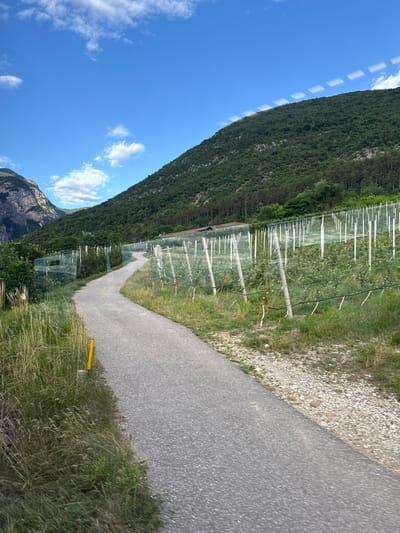 This media file captures a picturesque landscape scene, likely in Spormaggiore, Italy. The image is oriented vertically, with the sky occupying the upper portion and the land below. A lush green mountain slope dominates the left side of the frame, covered in dense trees. In front of the mountain, a cultivated field, possibly an orchard, stretches into the distance, characterized by neat rows of white posts and netting, suggesting agricultural activity. A paved pathway, appearing to be a walking or cycling path, winds its way through the scene on the right side of the frame. The path is bordered by grassy areas and loose stones. The sky is a vibrant blue, dotted with a few fluffy white clouds. The lighting suggests it is daytime, likely late morning or early afternoon, with the sun casting shadows and illuminating the landscape. There is no visible text in the image. The overall mood is serene and natural, evoking a sense of tranquility and outdoor recreation.
