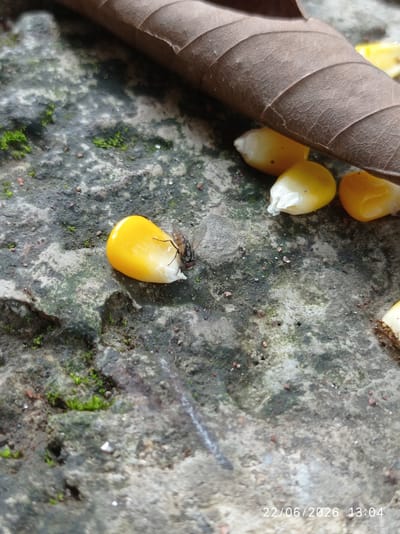 The image displays a close-up view of a single corn kernel on a rough, grey, textured surface that appears to be concrete or stone. A fly is actively feeding on the corn kernel. The surface has patches of green moss and small pebbles scattered across it. In the upper right portion of the frame, a dried brown leaf is partially visible, curved over the scene. The bottom right corner of the image includes a timestamp: "22/06/2026 13:04". The location is identified as Sukaraja, Indonesia. There are no people present in the image.
