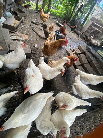 This media file depicts a lively scene within a chicken coop in Akhtyrskiy, Russia. The subjects are numerous chickens of various breeds and ages, predominantly white with some brown and darker feathered individuals. They are spread across the uneven, dirt-covered floor of the coop, which is enclosed by wire fencing and flanked by brick structures and wooden planks.
The chickens are engaged in typical coop activities: pecking at the ground, feeding from troughs, and congregating. Several chickens are captured in mid-motion, either standing, walking, or in the process of foraging. The lighting suggests it is daytime, with natural light filtering into the coop, casting shadows and illuminating the dusty environment. The overall impression is one of a busy, rustic farm setting.
Notable details include the rough textures of the ground, the chicken feeders, and the brickwork. There is also a visible mesh fence and some greenery visible through it, hinting at an outdoor environment beyond the coop. A few pieces of discarded human-made objects, such as a small plastic blister pack and a circular metal object, are scattered on the ground. No text is clearly legible within the image.
