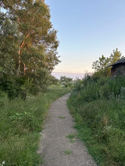 A paved path winds through overgrown green vegetation, leading towards a clearing in the distance. On the left, a large tree with abundant green leaves is bathed in warm, golden sunlight. The right side of the path is bordered by dense, tall green grass with scattered white wildflowers. In the upper right corner, a portion of a brick building with a dark roof is visible, partially obscured by trees. The sky above is a clear, pale blue, transitioning to a soft, hazy pink near the horizon. The scene appears to be outdoors in a rural or semi-rural setting, likely on the outskirts of the city of Dzherokay, Russia, during a late afternoon or early evening. No people or animals are present in the image.