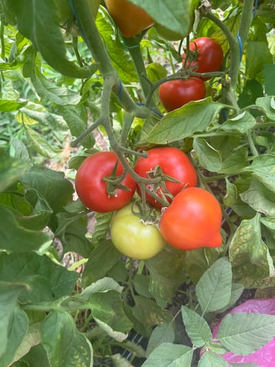 This is a close-up, eye-level, outdoor, natural light photograph of a cluster of ripening tomatoes on a vine. The tomatoes are in various stages of ripeness, with some being green and others a vibrant red. The leaves of the tomato plant are a deep green, and some show signs of minor discoloration or wilting. The background is blurred, suggesting a garden setting, with hints of soil and other foliage. The image appears to be taken in Яново-Грушевский, Russia, given the context. There are no people or animals visible in the image.