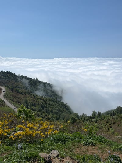 The image depicts a breathtaking mountainous landscape in Gomismta, Georgia, under a clear blue sky. A thick layer of white clouds stretches across the horizon, creating a sea of mist that blankets the lower slopes of the mountains. These mountains are densely covered with lush green trees, with patches of lighter green vegetation and some bare earth visible. A winding road snakes its way up the mountainside, with a few cars visible on it. In the foreground, the ground is covered with vibrant green grass and a profusion of bright yellow flowers, along with some smaller blue flowers and scattered rocks. The overall scene conveys a sense of natural beauty and tranquility.