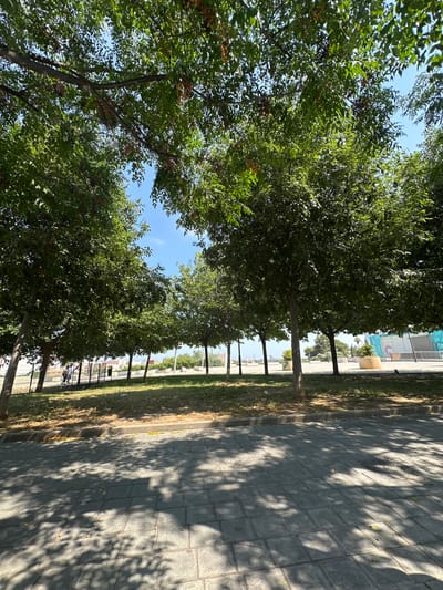The image shows a tree-lined sidewalk. The trees are leafy and green, with some of their branches reaching out over the path. Sunlight filters through the leaves, casting dappled shadows on the gray paver walkway. The path runs alongside a strip of dry grass and then a fenced area with more trees visible beyond. In the background, there are some buildings, including one with blue accents and what appears to be a logo or sign with an "m" on it. The sky is clear and blue. The scene suggests a bright, sunny day, likely in the late morning or early afternoon given the angle of the shadows. The overall impression is one of a pleasant urban environment with green spaces.