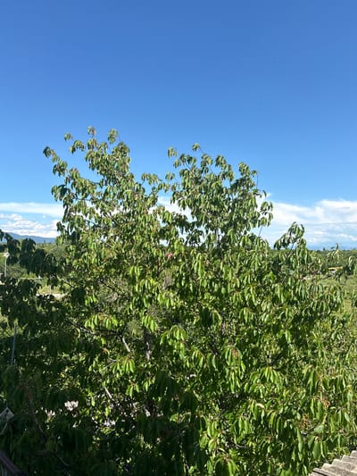 The image shows a bright, clear blue sky with a few wispy clouds in the distance. In the foreground, a large, leafy green tree fills the majority of the frame. The tree has a dense canopy of leaves, and some small red fruits are visible amongst them. The background reveals a verdant landscape with rolling hills covered in trees and greenery. A few buildings and a road can be seen faintly in the distance, suggesting a semi-rural or suburban setting. The overall impression is of a sunny day in a natural setting. This scene could be anywhere in the city of Tskhinvali, South Ossetia, given the typical landscape and vegetation found in the region.